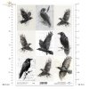 Grafiki, kruki, wrony, ptaki, szkice, czarno-białe*Graphics, ravens, crows, birds, sketches, black and white